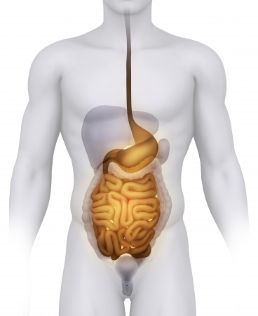 stomach and intestines outline view