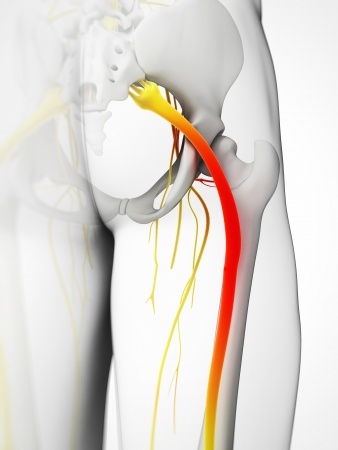 path of the sciatic nerve down the leg