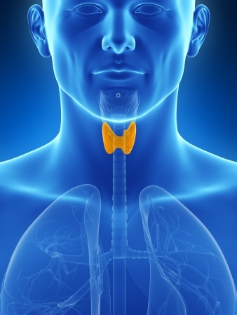 thyroid gland in neck shown on a man