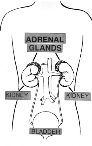 adrenal glands and kidneys diagram