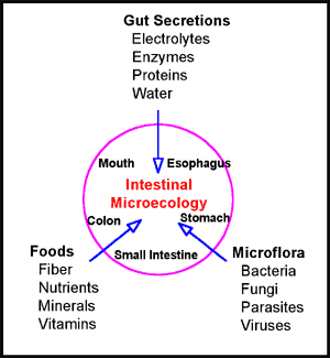 Figure 3. Components of the gastrointestinal ecology are depicted.