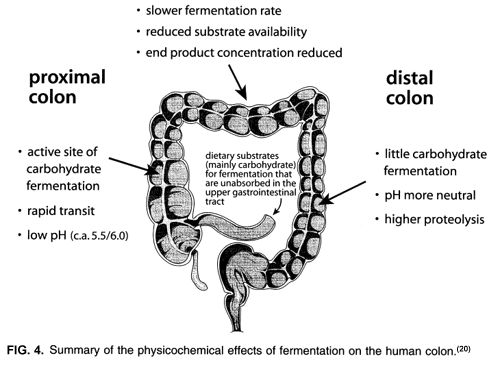 the ascending or proximal colon, fig. 4