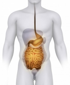 illustration of the digestive tract from stomach to intestines