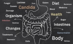 candida factors influence digestive tract in black and white