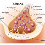 neuron and nerve synapse