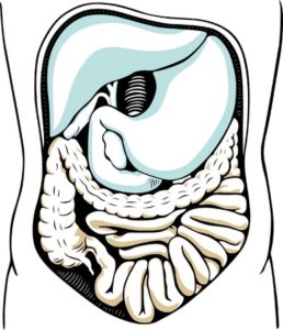 digestive system outline view