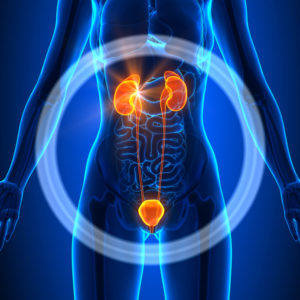 Interstitial Cystitis diagram of kideneys and bladder